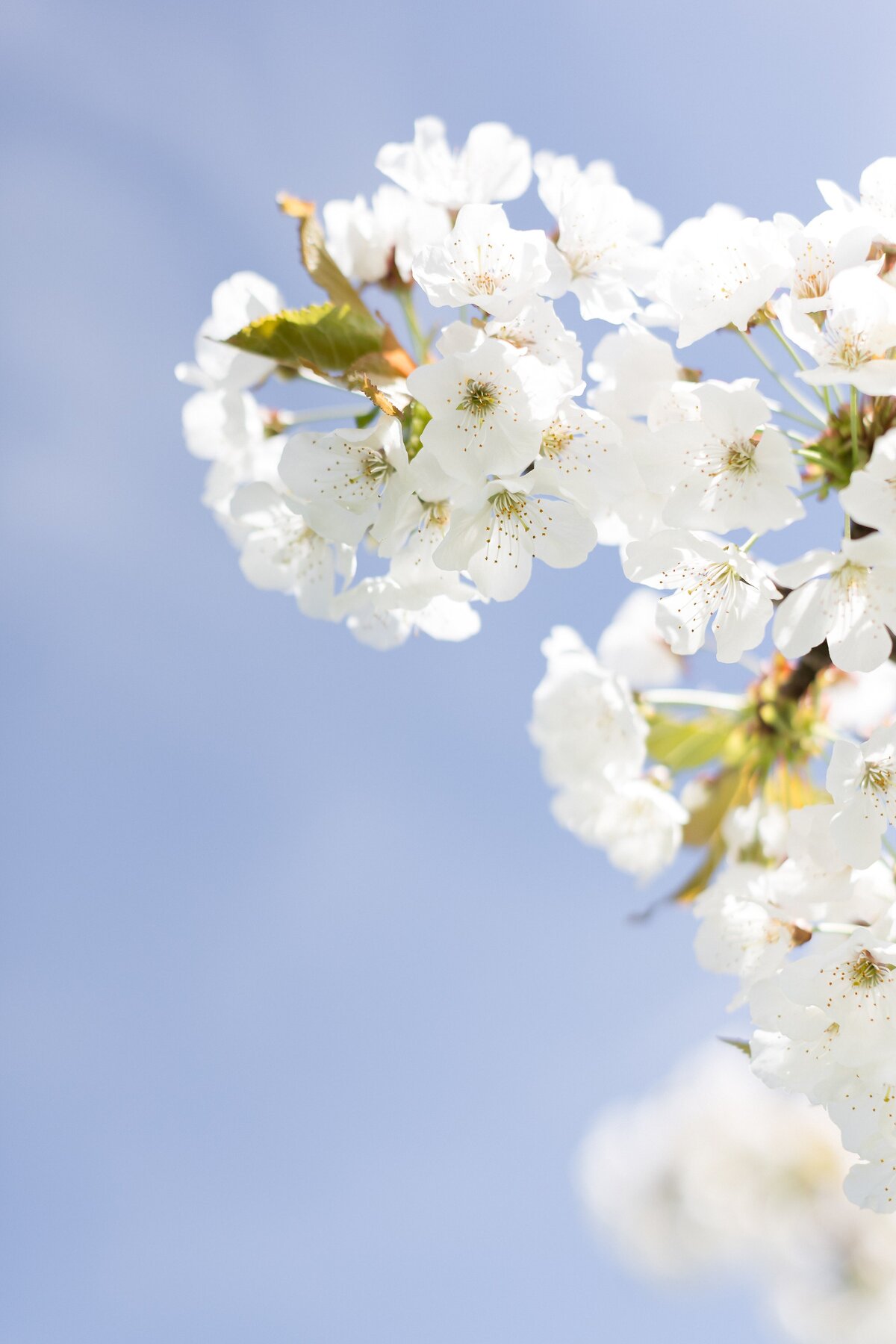 Impressionen-Cherry-Blossom-Photoshoot-2025-3