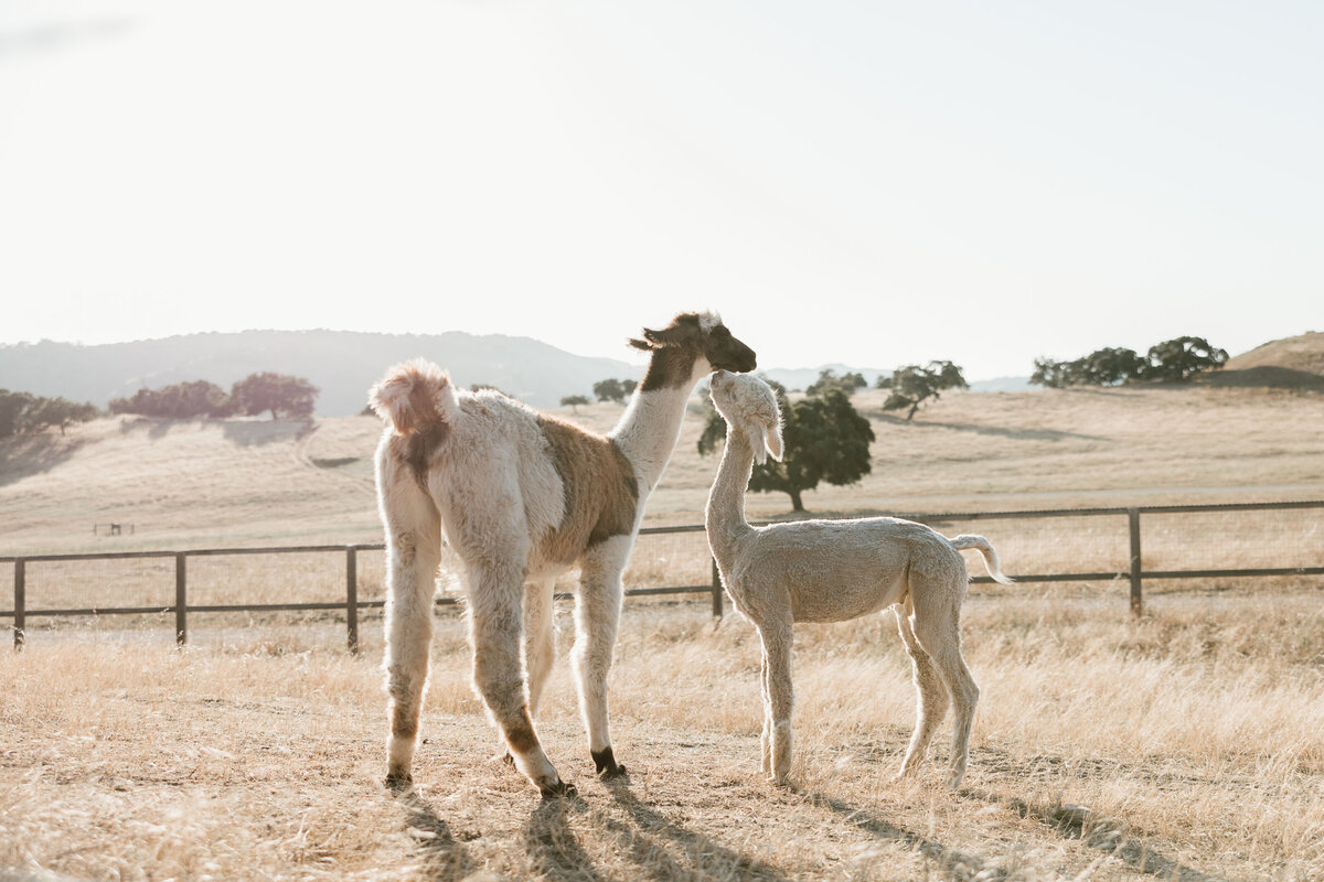 Colorful-Summer-Ranch-Wedding35