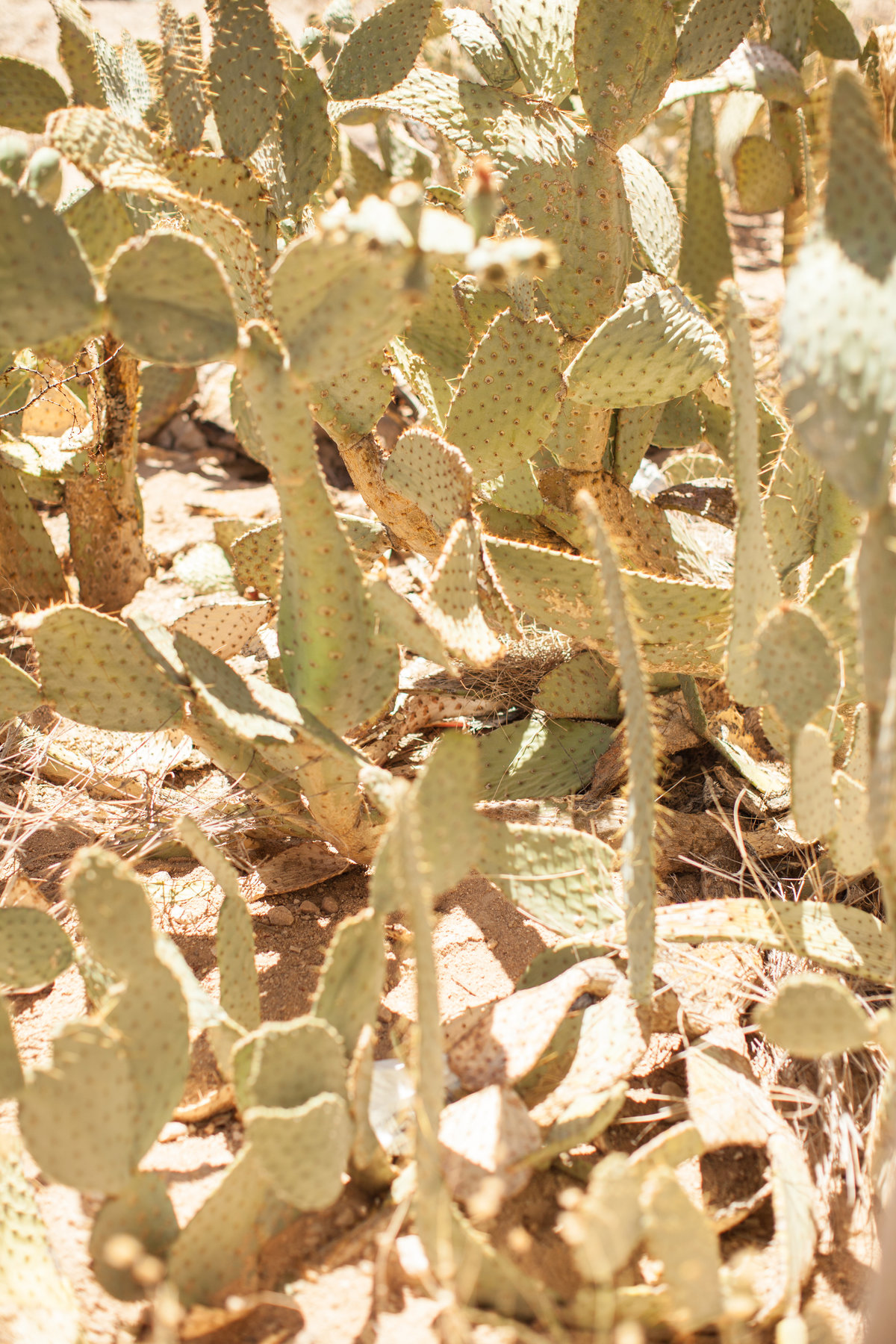 150708_150708 joshua tree_0181