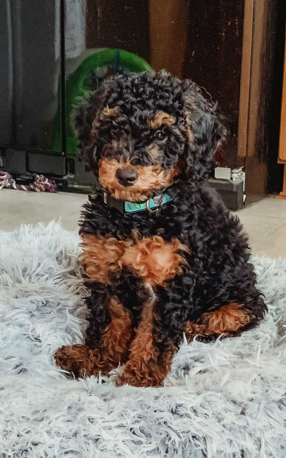 Salish Sea Miniature Poodles-