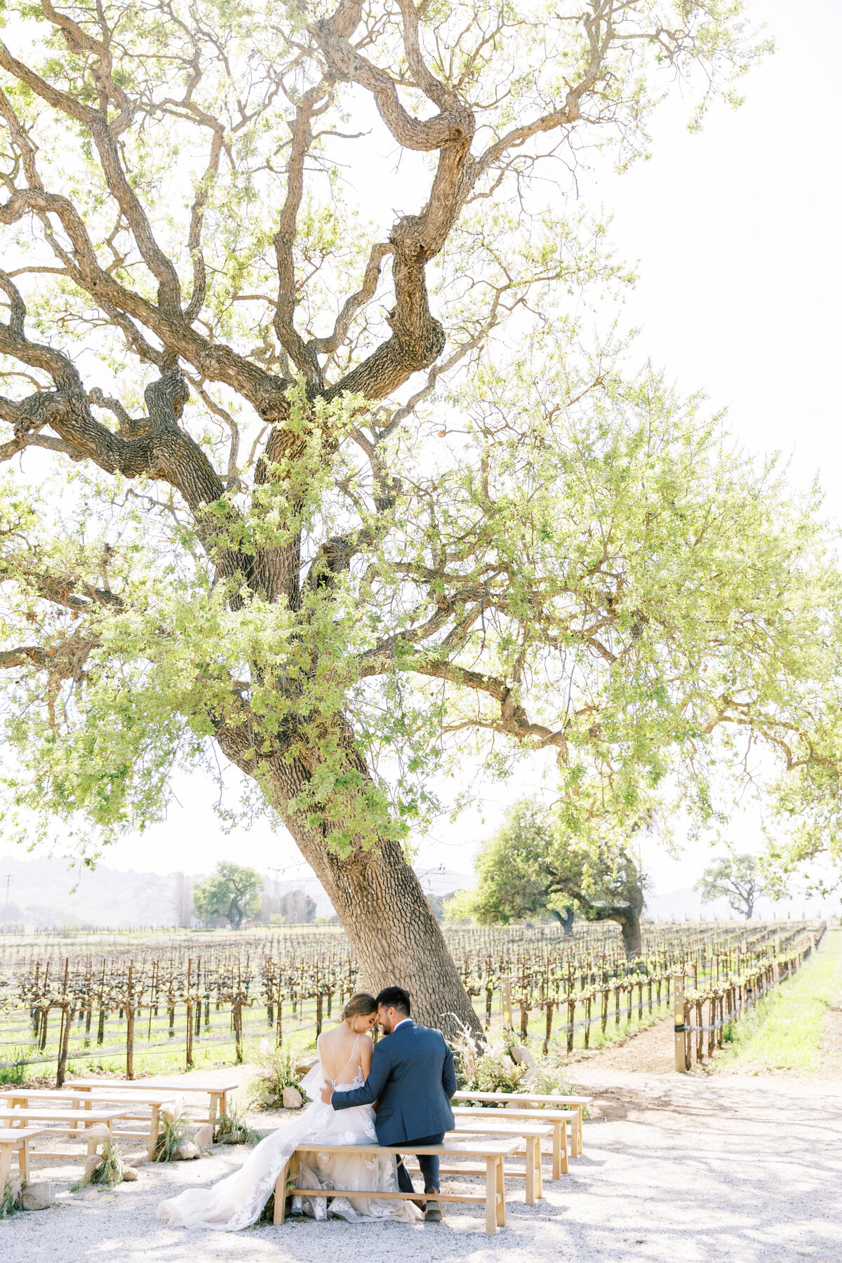 couple sitting on a bench under an oak tree in a vineyard
