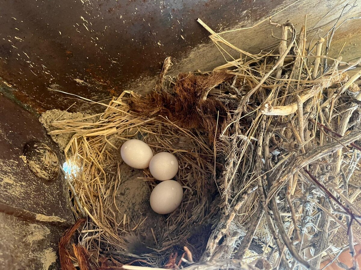 MEET US_Roadrunner nest
