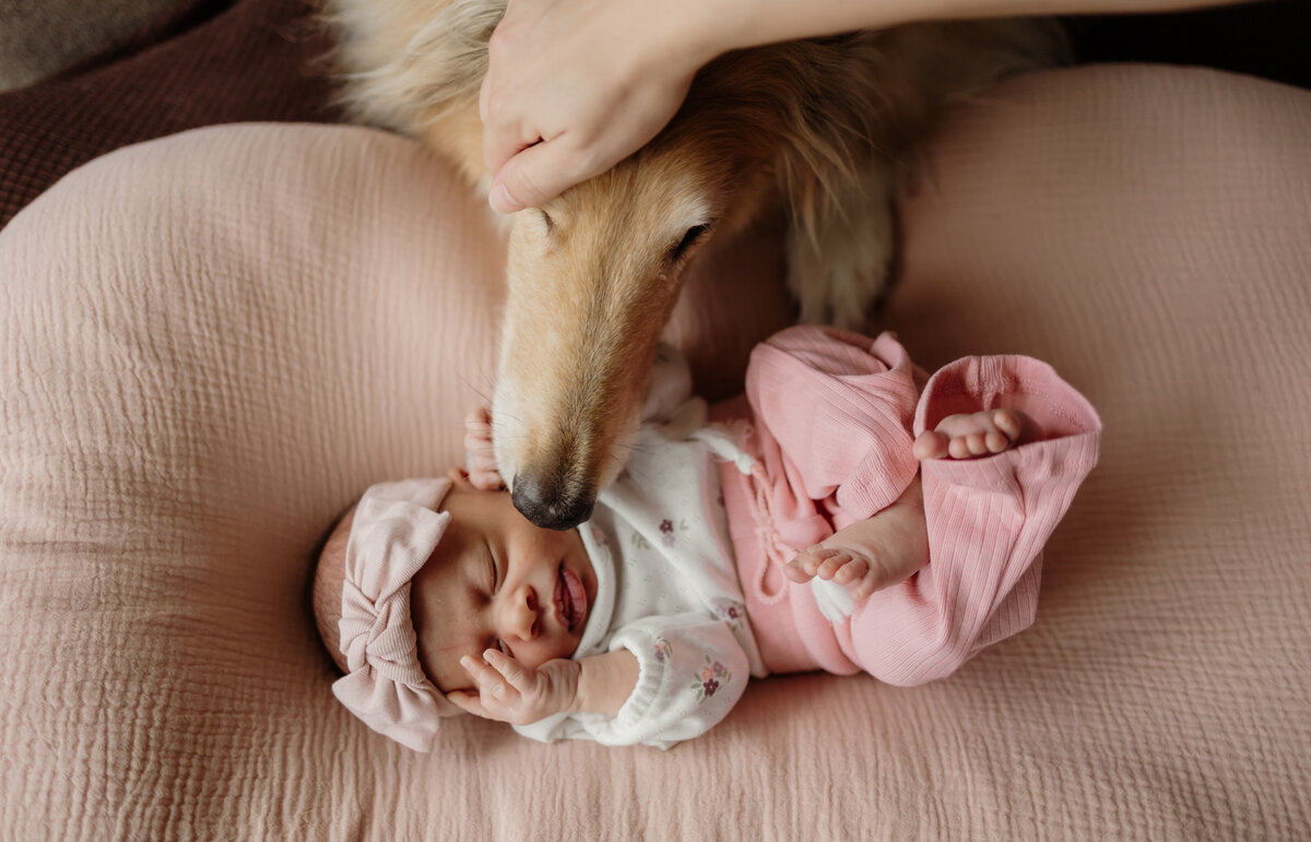 A newborn baby in a pink headband and pants lies on a soft pink cushion while a dog gently sniffs the baby’s head. Captured by a New England portrait photographer, a hand is shown petting the dog’s head.