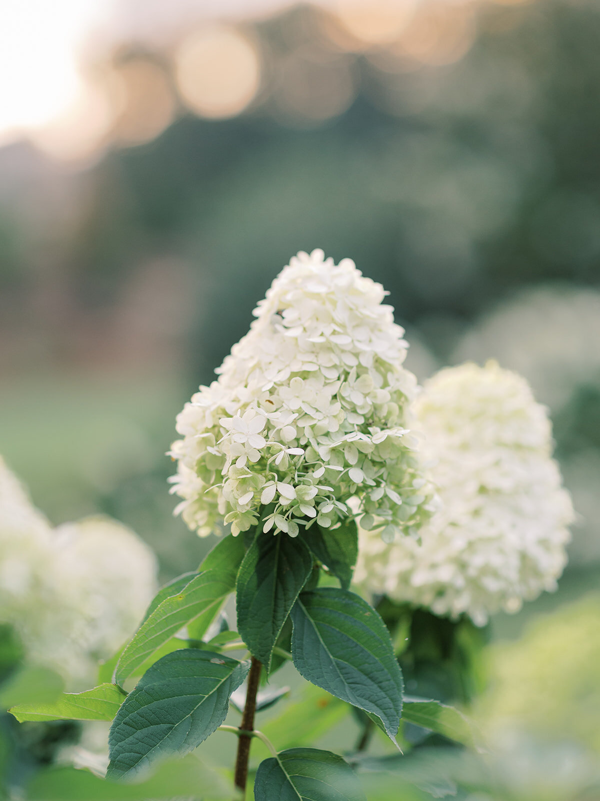 Virginia-Wedding-Photographer-Fine-Art13
