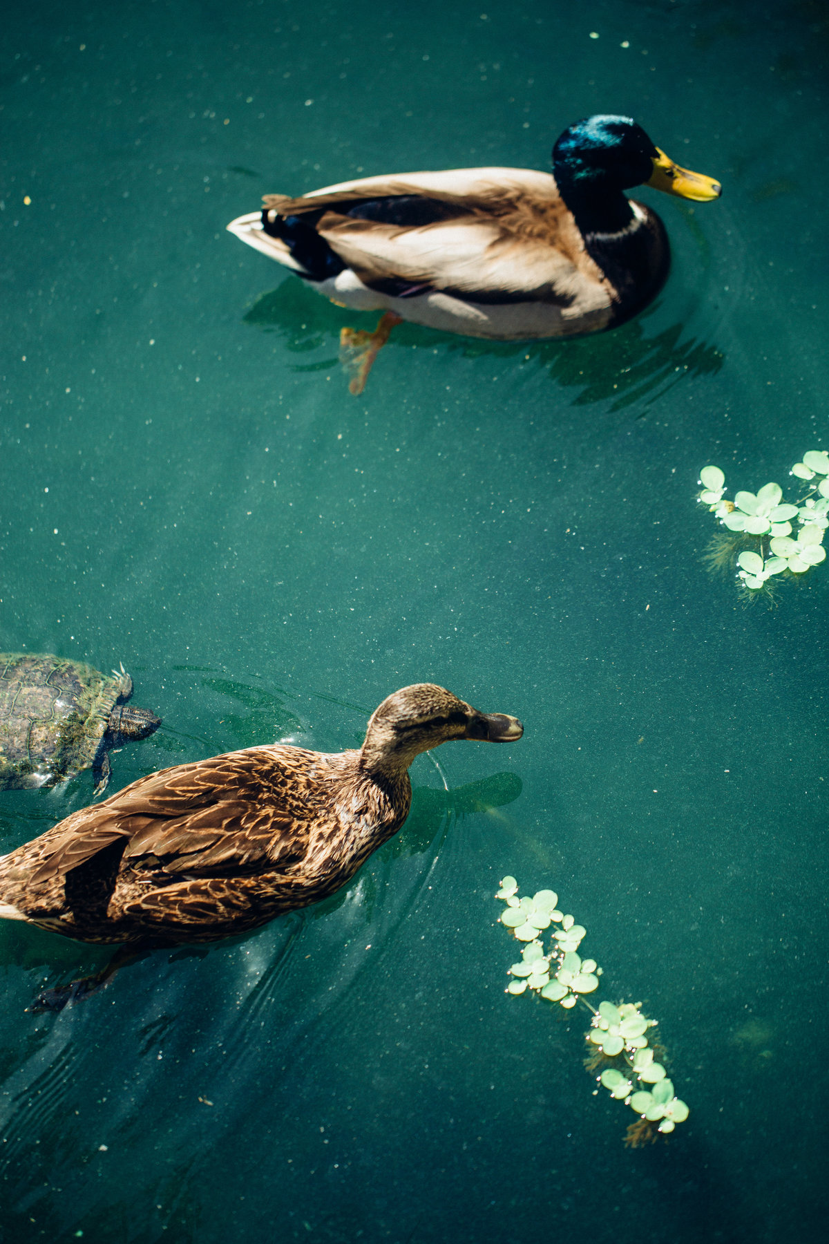 Wedding Photograph Of a Duck Los Angeles