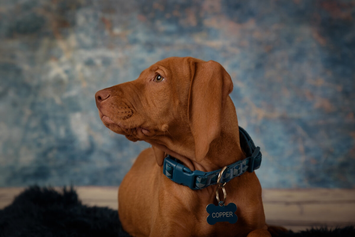 Adorable red male Vizsla puppy laying on fur rug in front of a blue portrait background in my home studio near Green Bay, Wisconsin