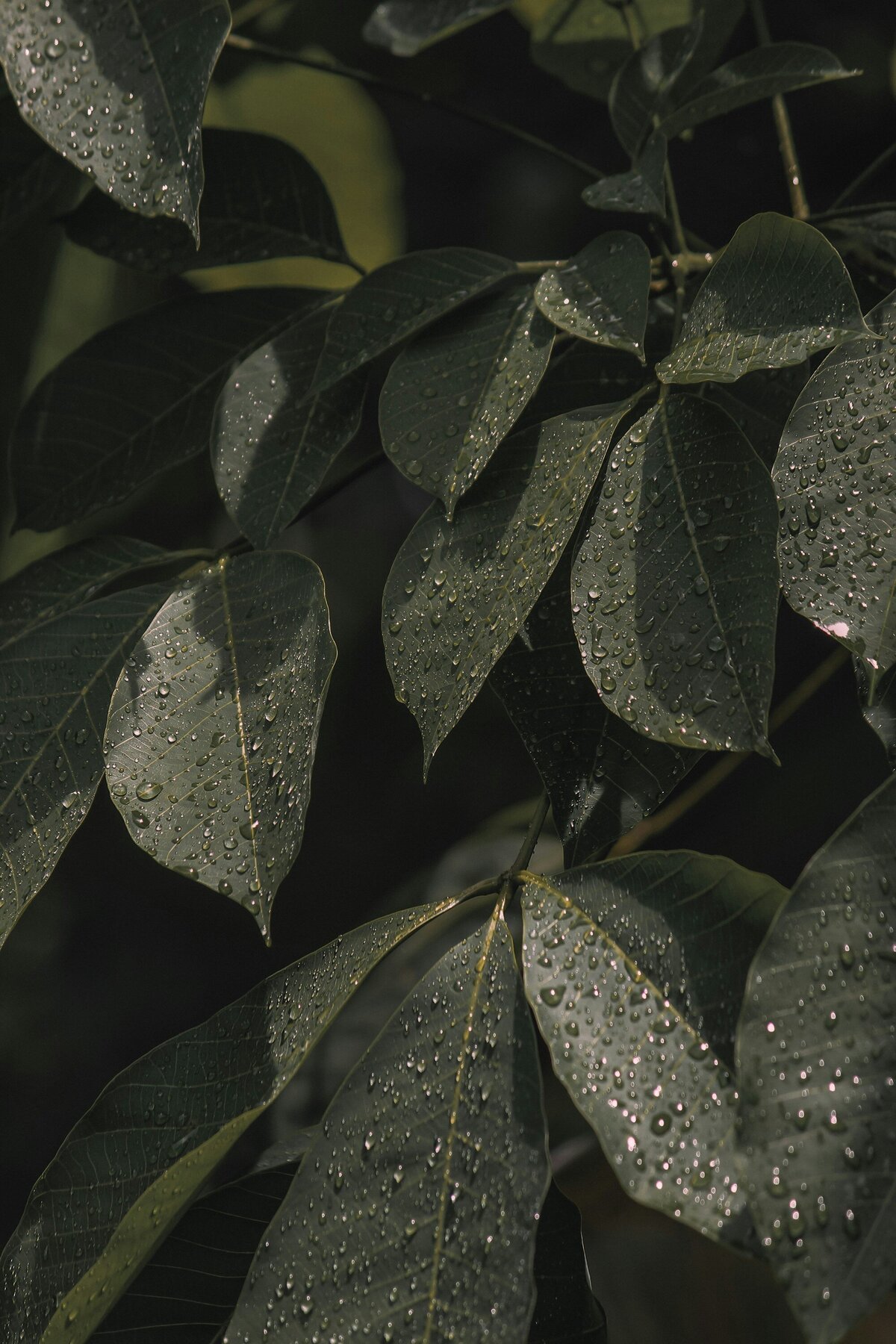 isuru-ranasinha-4CmT5uFfziE-unsplash