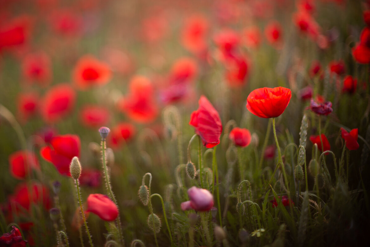 fine_art_photographer _102