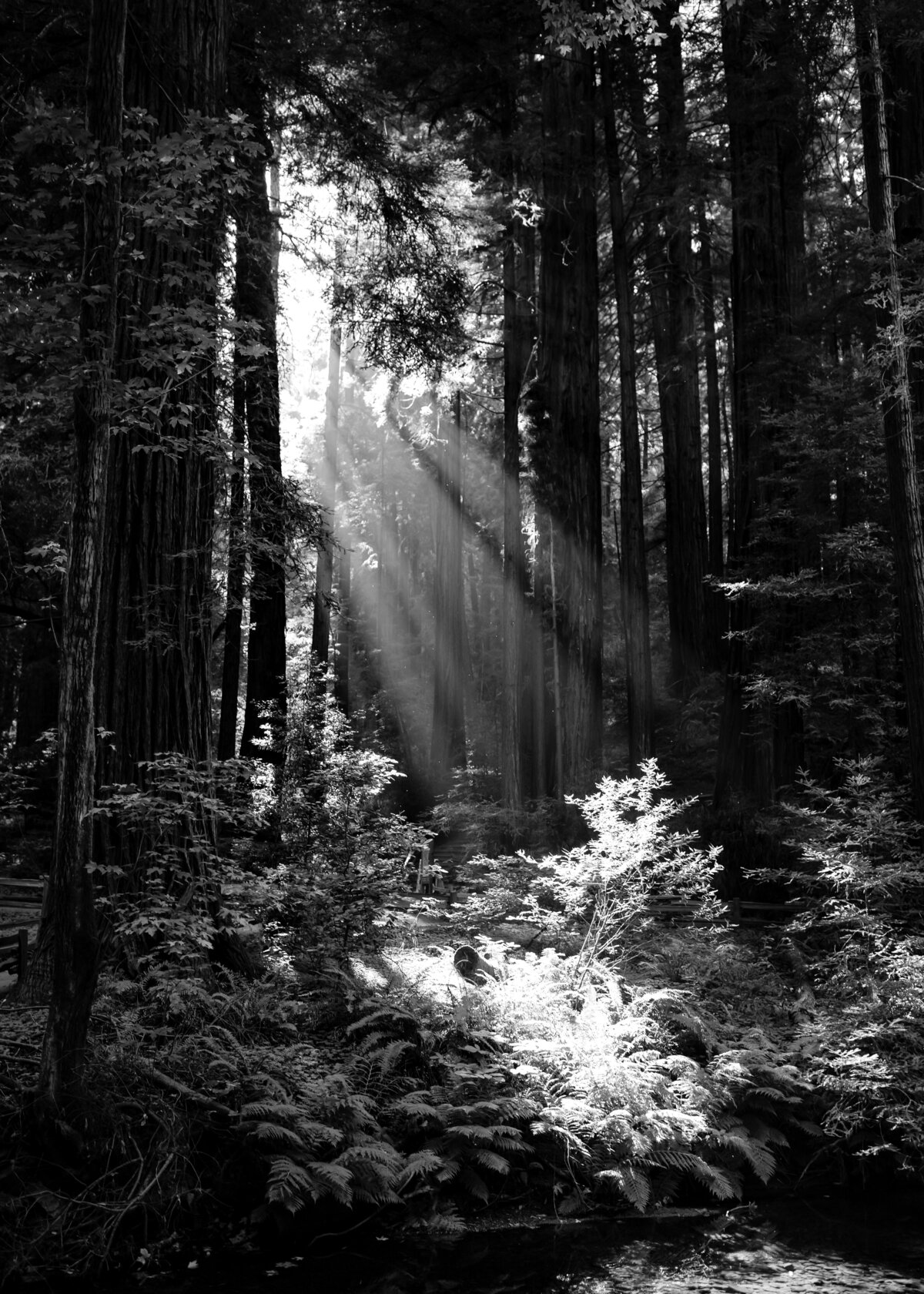 08242022_Rebecca+CharlesElopement_MuirWoodsCA_AnjaJensenPhotography-121