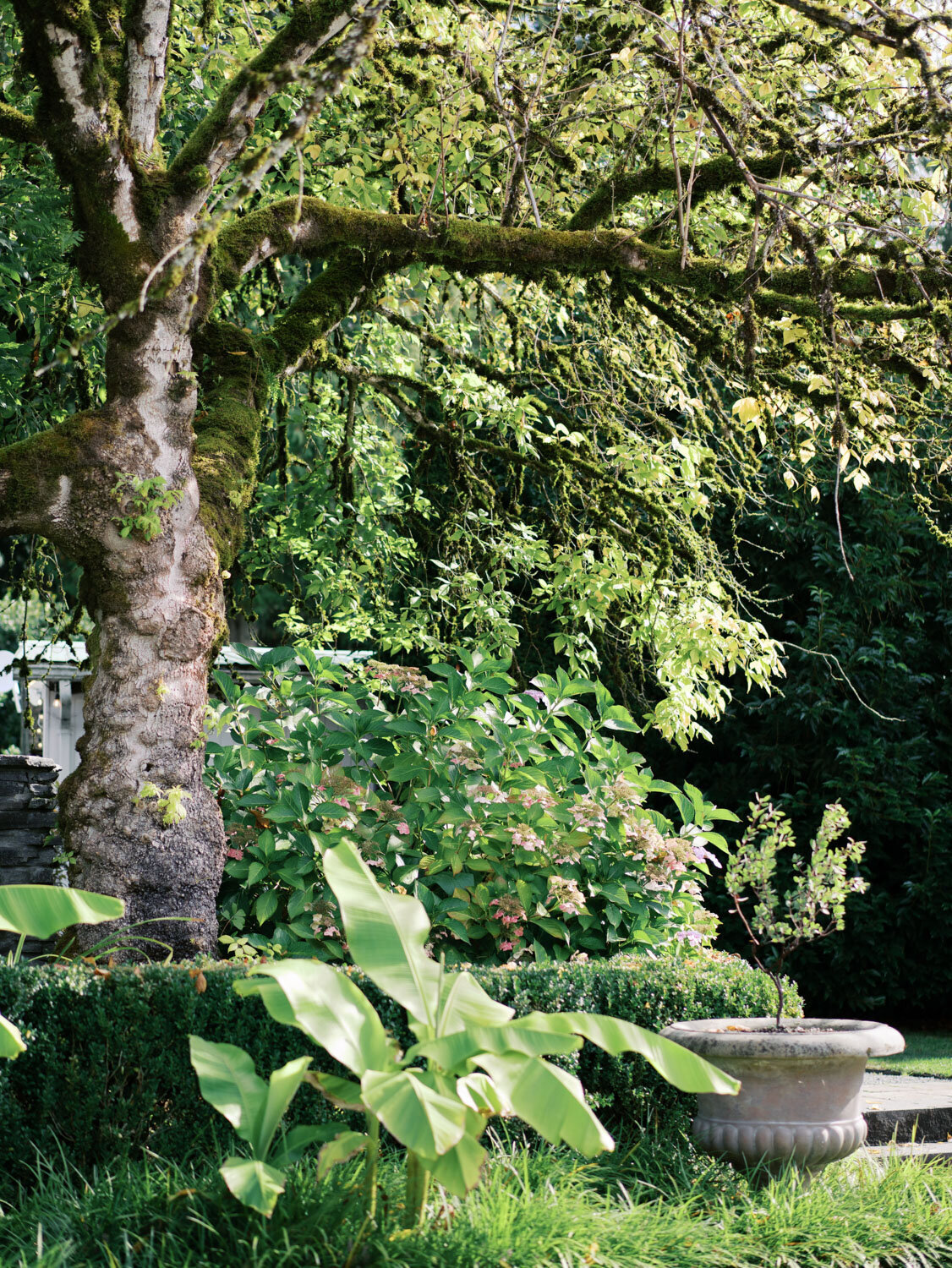 A moss-covered tree next to manicured shrubs
