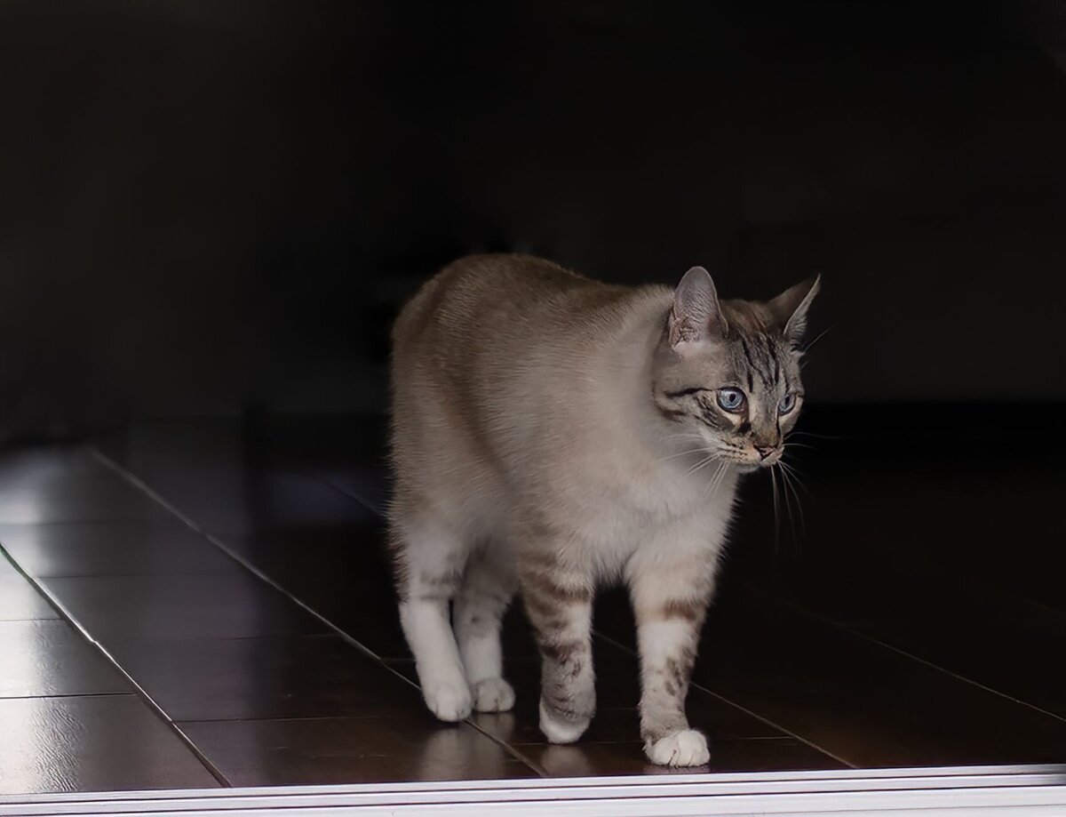 lilla-bordas-portraits-tampa-CAT-photographer1287