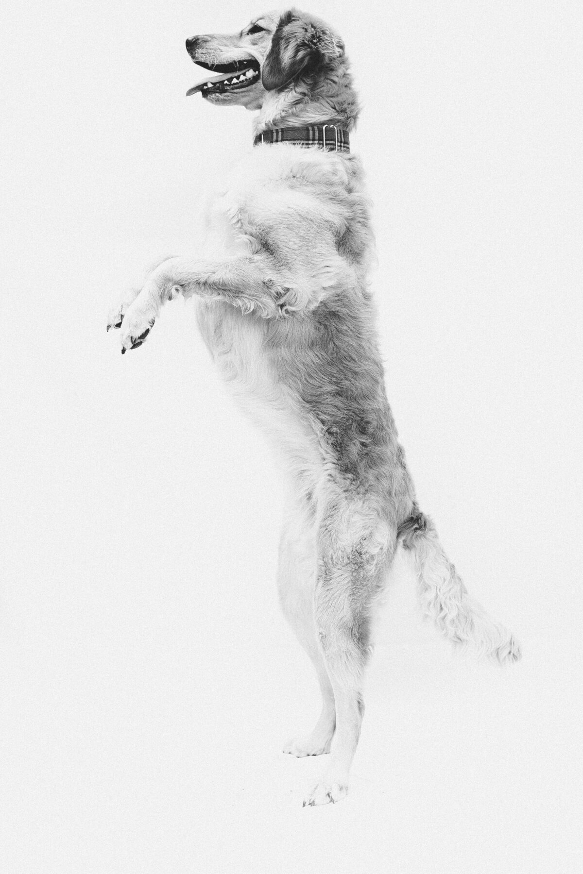 Dogs On White_0006