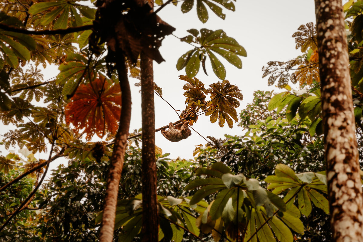 Sloth Territory-1