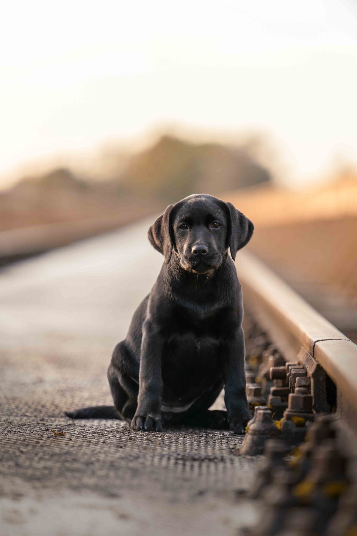 Hondenfotograaf-Limburg-10
