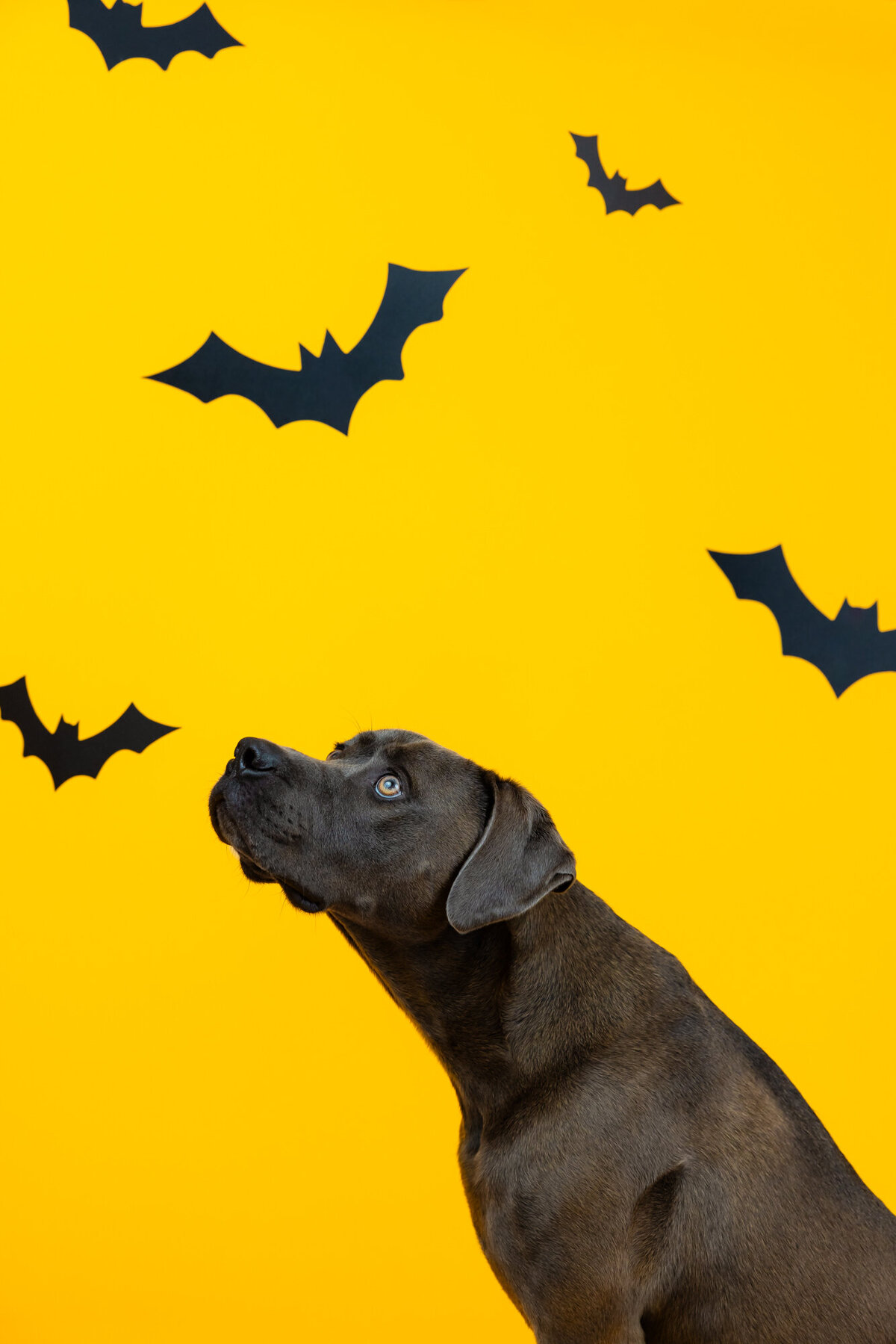 Fall_Dog_Photoshoot-16