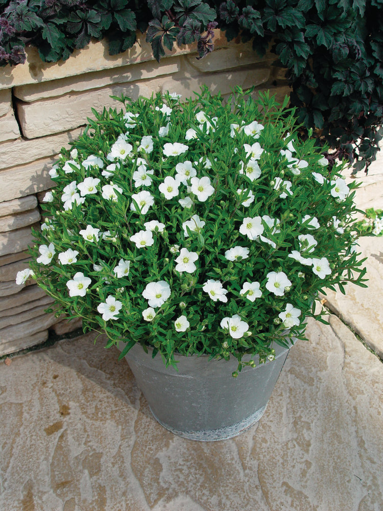 Arenaria-montana-Arenaria-montana_11404_1