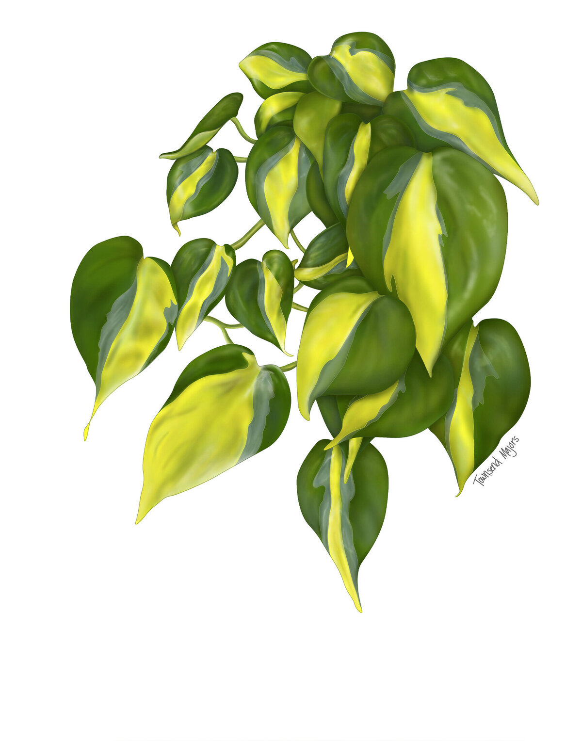 Townsend Majors' illustration of a brasil philodendron plant