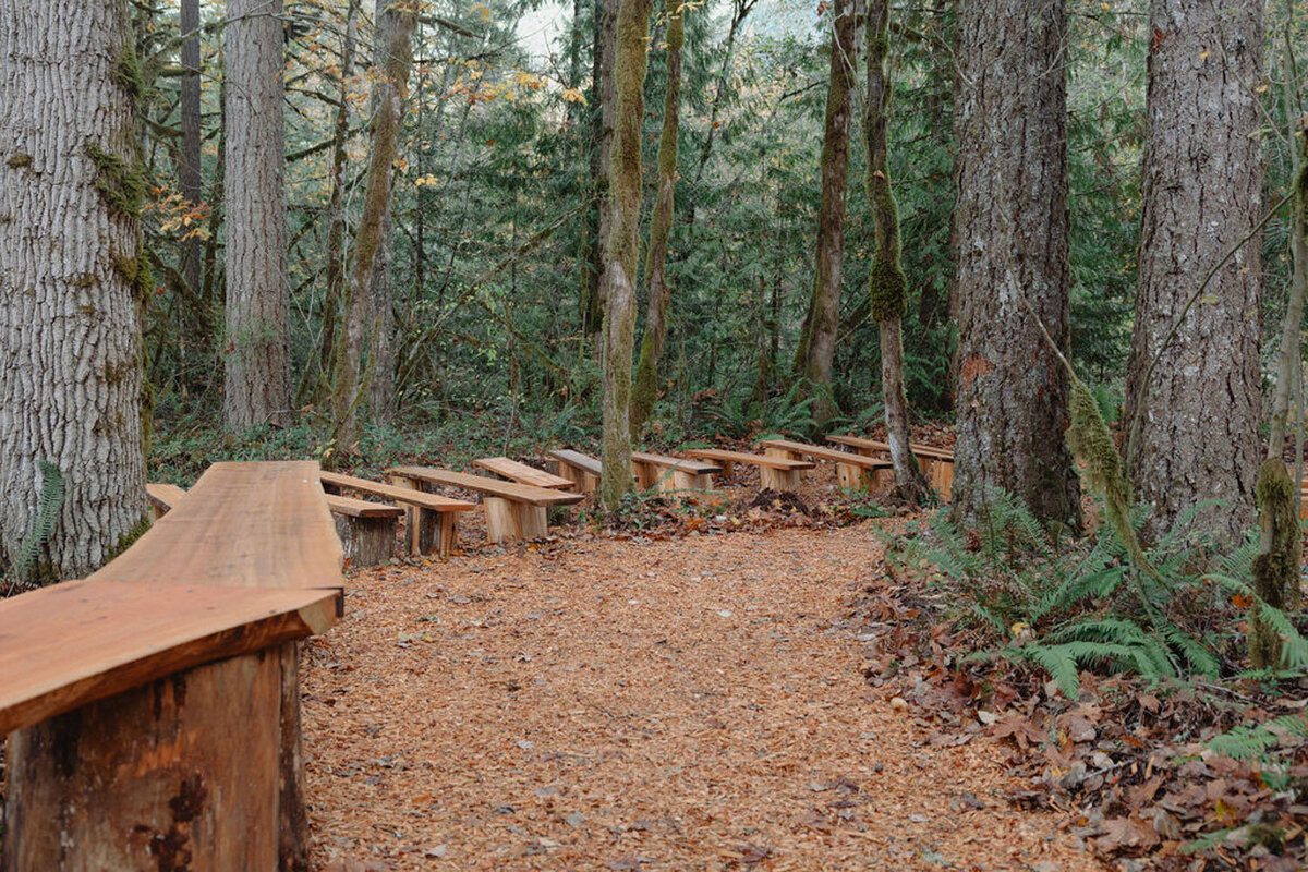 Curved wooden benches set in a serene forest path