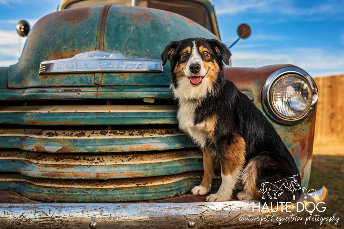 Australian Shepherd dog sits on the front bumper of a 1948 vintage Chevy truck.