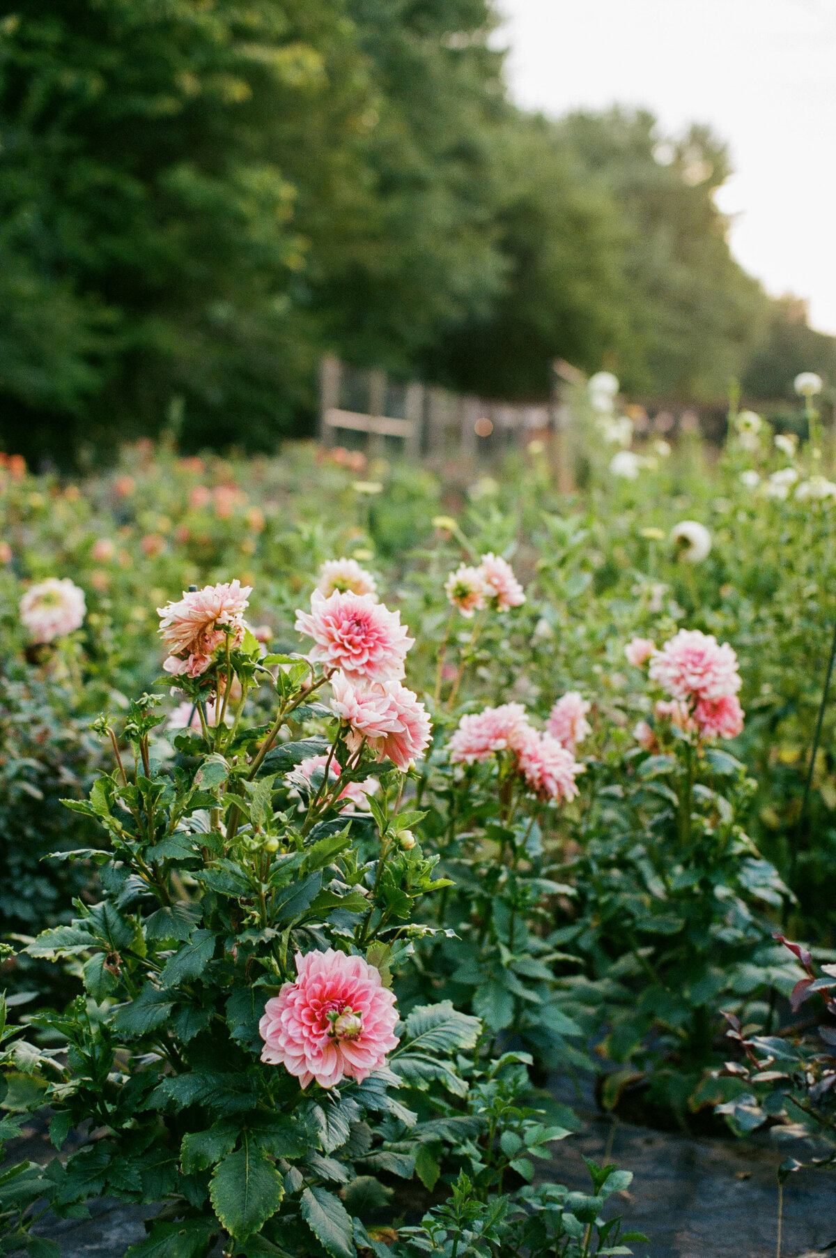 Bridget & Josh-590