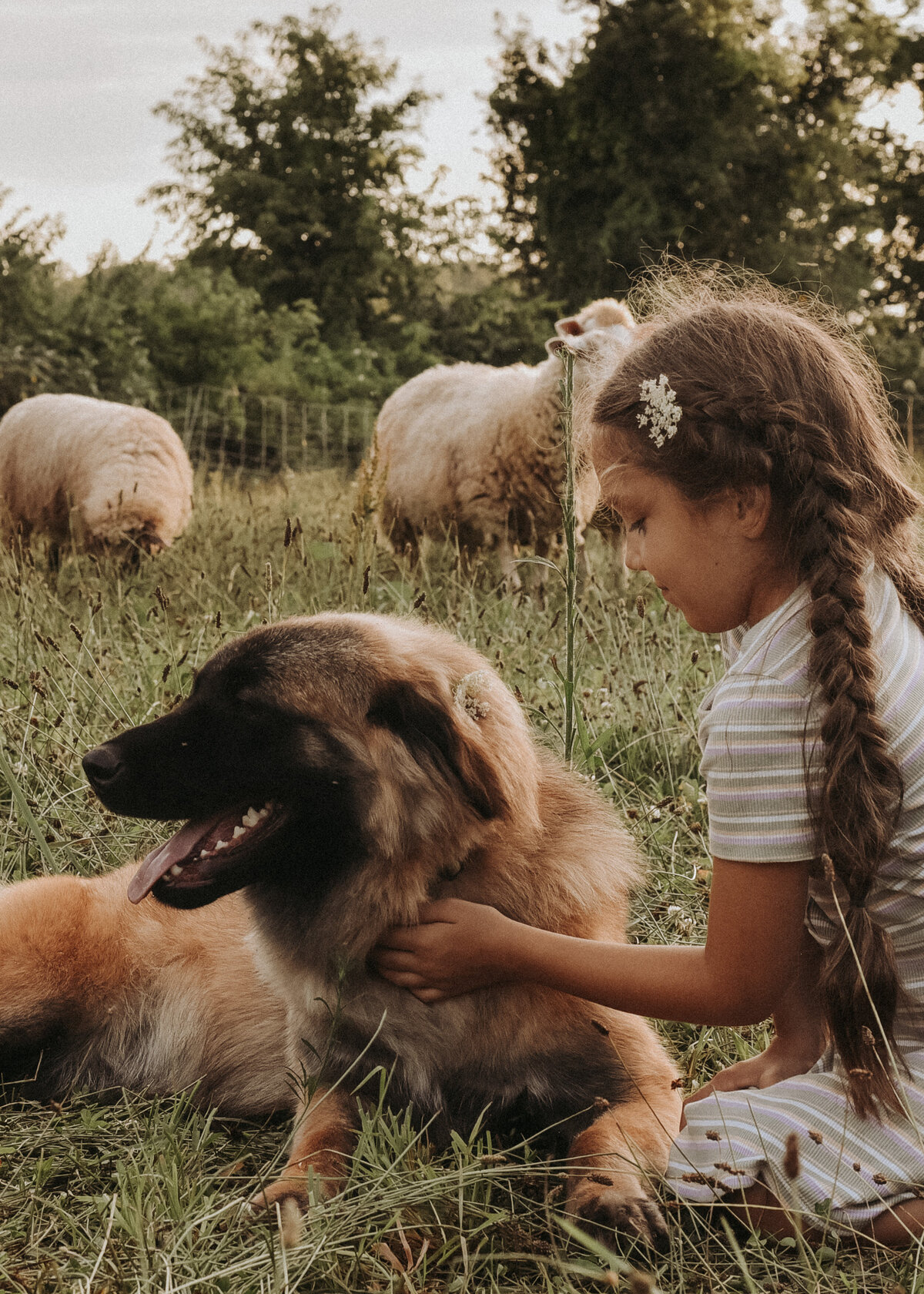 Estrela Mountain Dog with child-16
