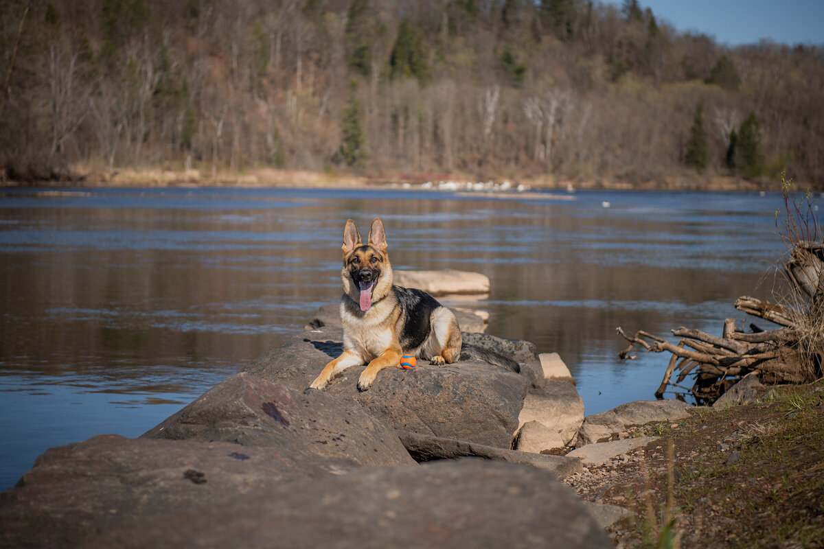 German Shepherd is laying on some rocks that are in the St. Lois River in the park of Chamber's Grove. Photographed in Duluth, Minnesota by Paddle Paws Photography.