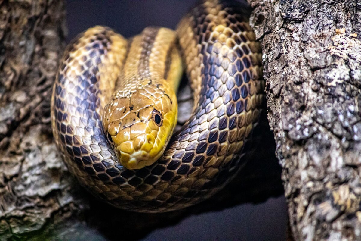 yellow-snake-acbeaf9d-2500