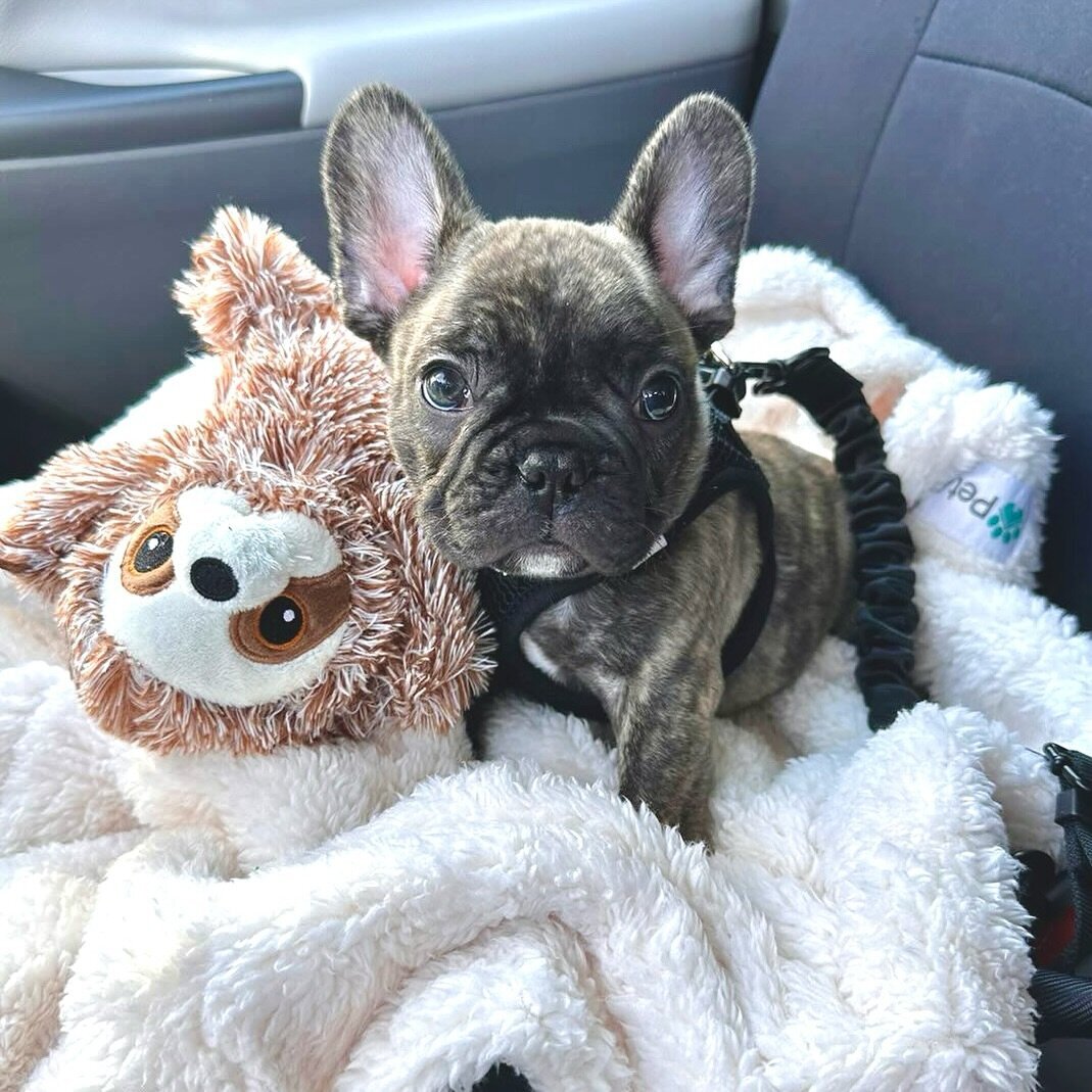 Healthy French Bulldog pup ready to join a loving family