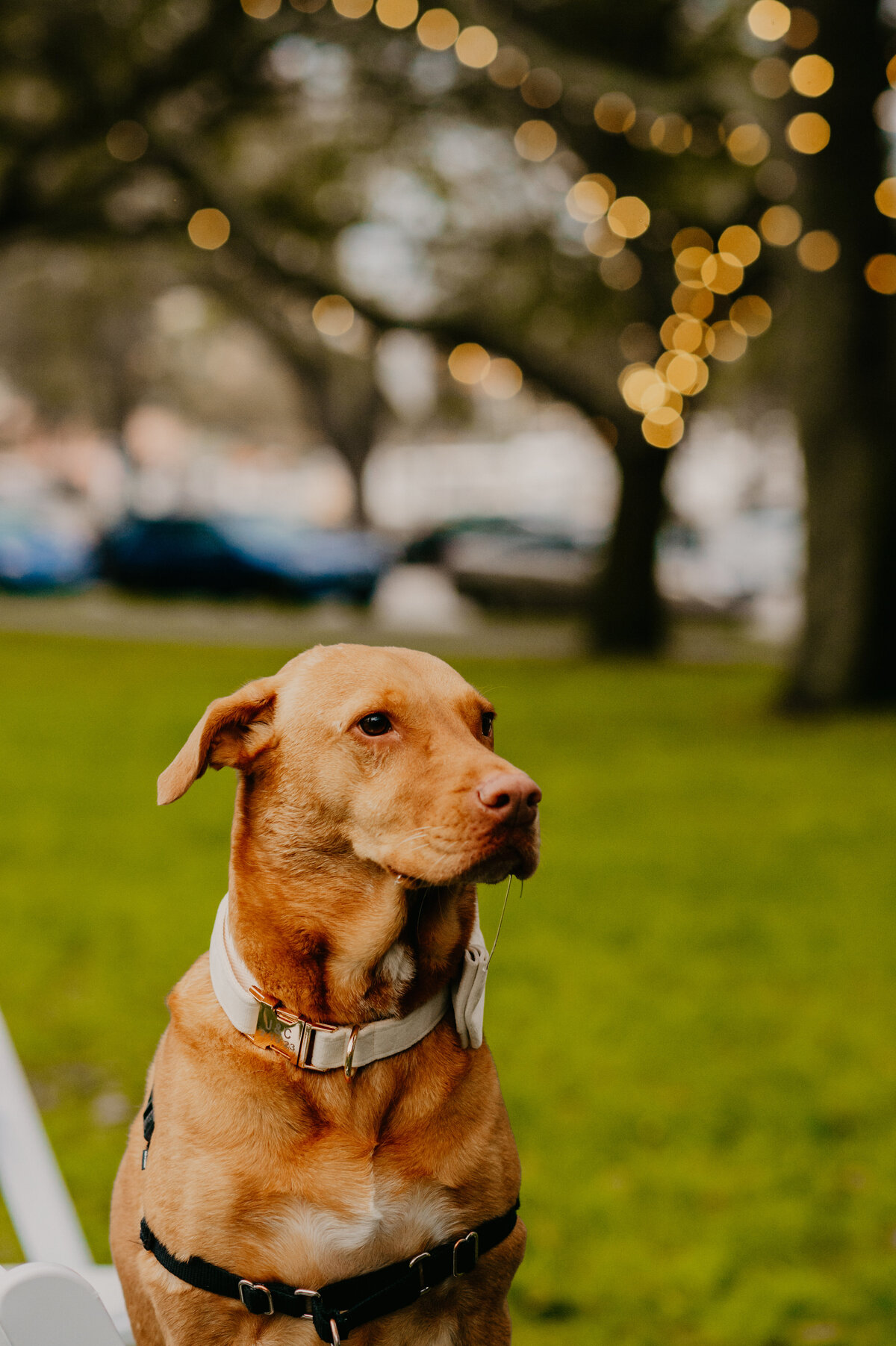 mariah-lacy-photo-elope-in-florida-north-straub-park-chantilly-chic-celebrations-19
