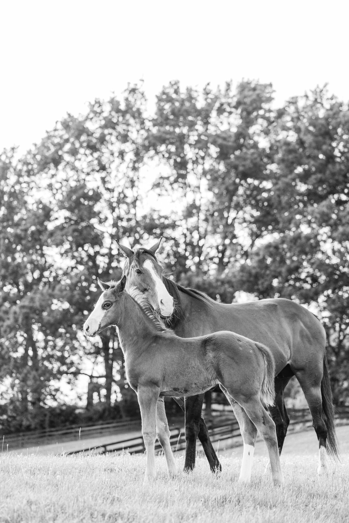 Saratoga-horse-photographer-379