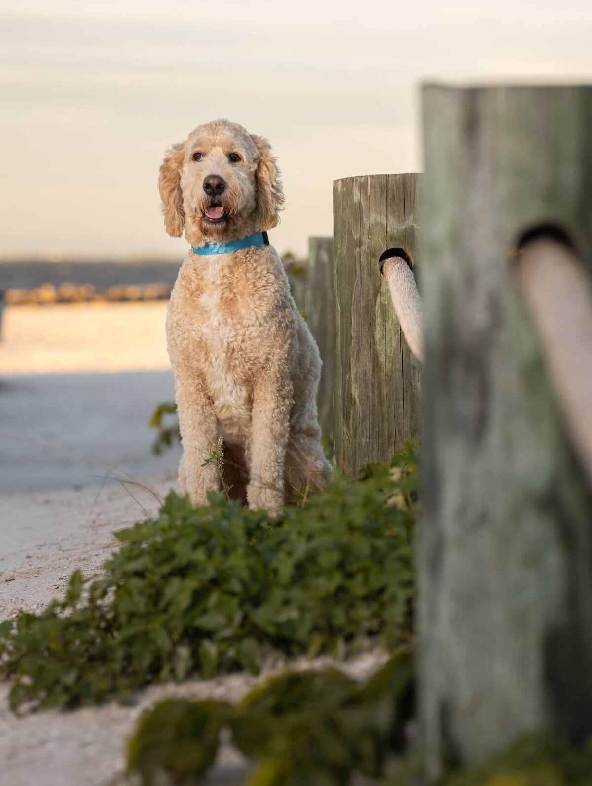 lilla-bordas-portraits-tampa-DOG-photographer1329_2