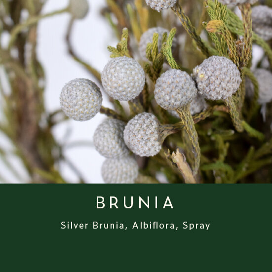 Brunia