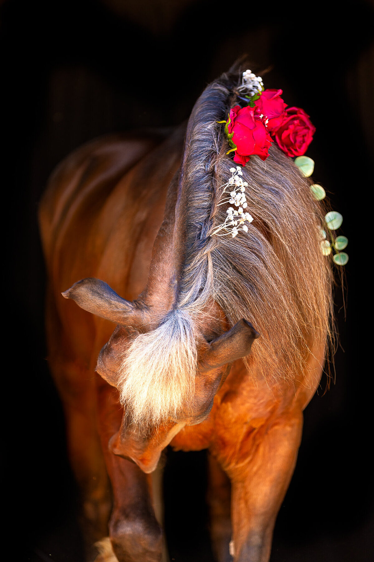 El-Paso-Texas-Fine-Art-Horse-Photographer-049