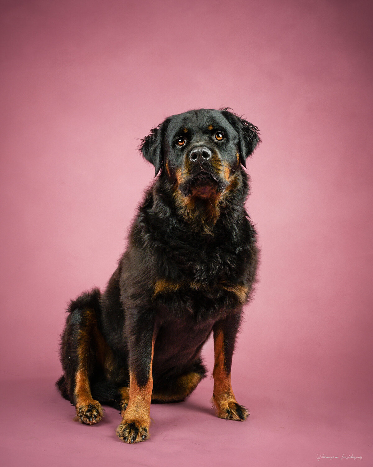 Pets-through-the-Lens-Photography-Vancouver—Lifestyle-Studio-Dog-Photography