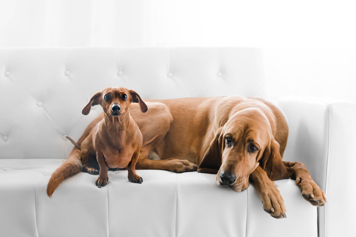 Pet Photographer Grand Junction - 012