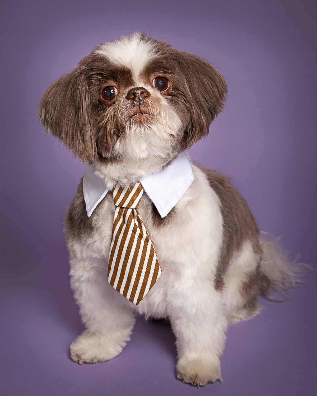 Dog with Tie Collar Picture