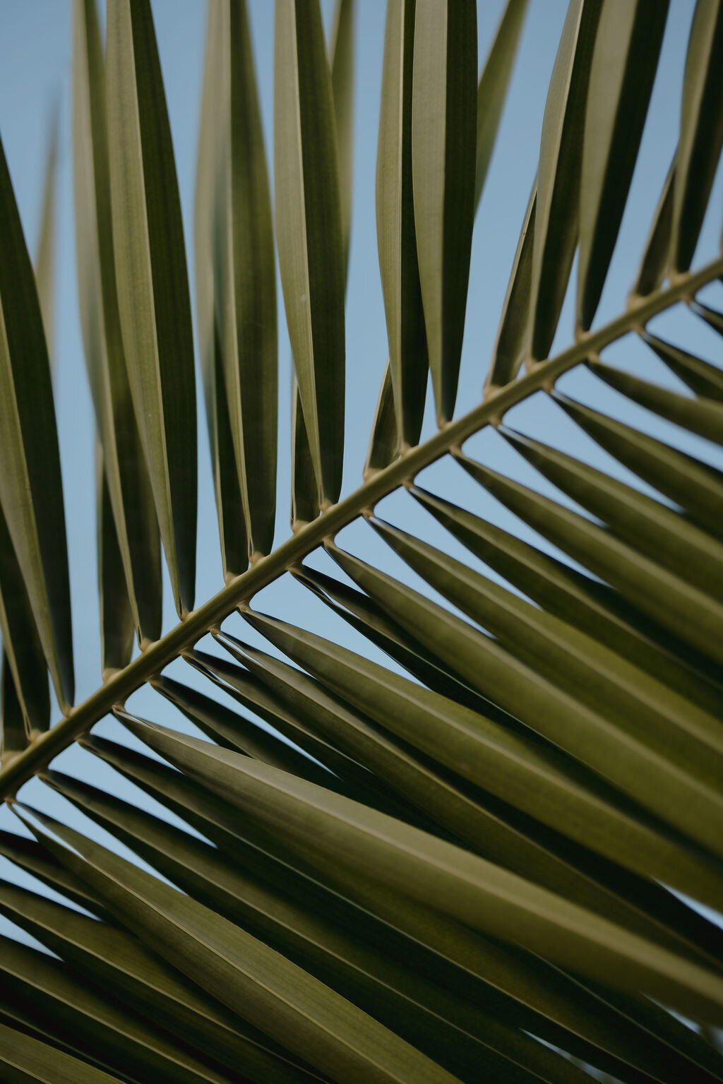 THE AWAKENING ° MIMI FIEDLER  ° FOURTY