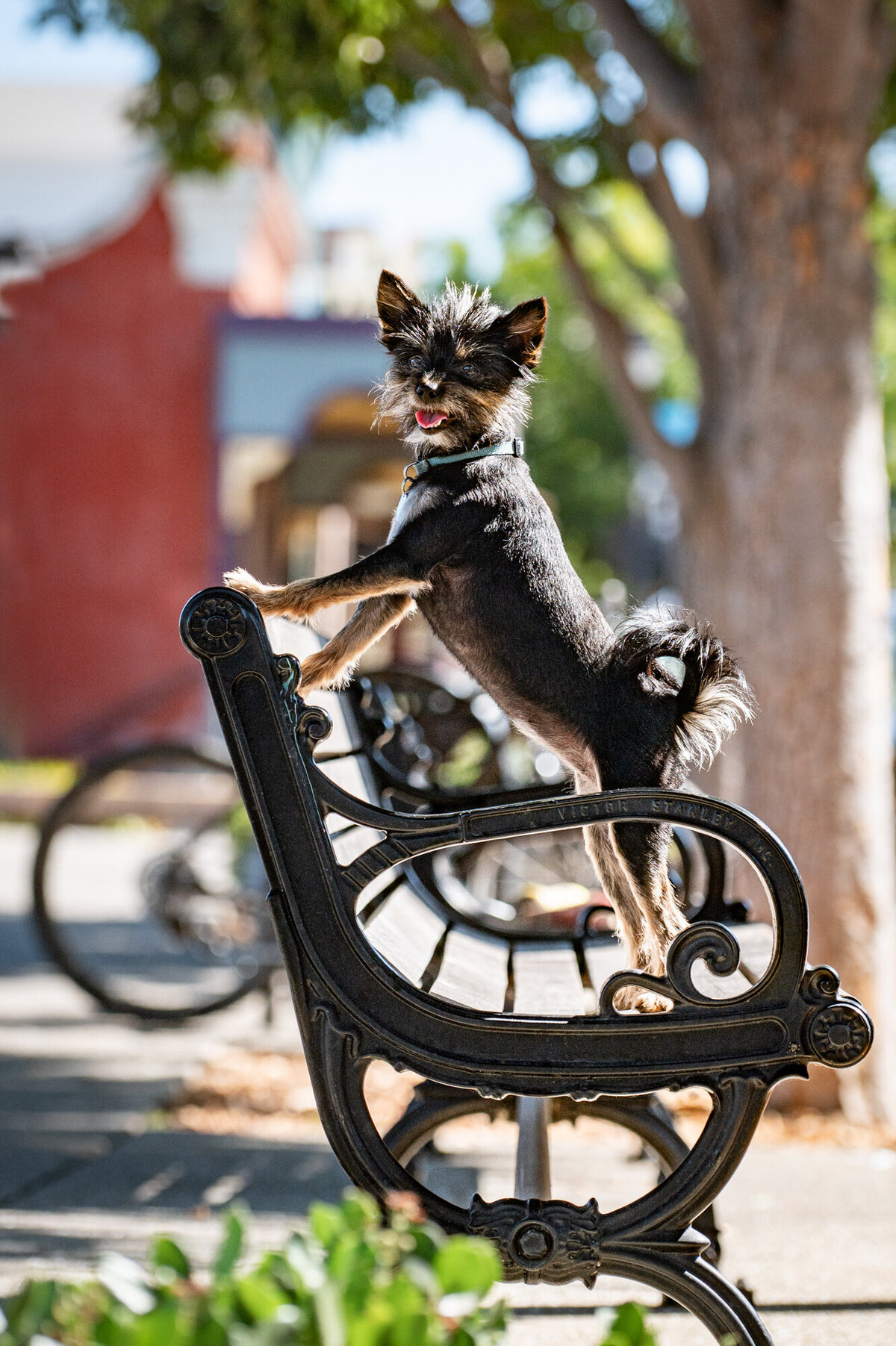 dog-photography-old-town-Folsom-CA