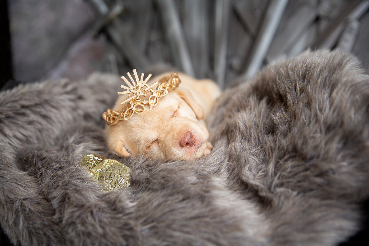 Mandy Penn Photography-CERSEI LANNISTER- GAME OF THRONES 2020-1