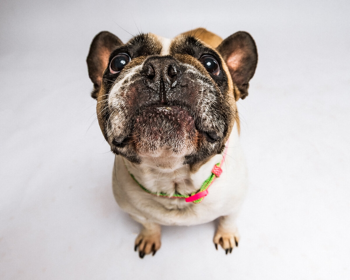 seattle-dog-photographer