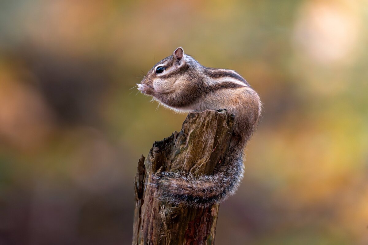 2024-10-25_SIBERIANSQUIRREL_0964-Enhanced-NR