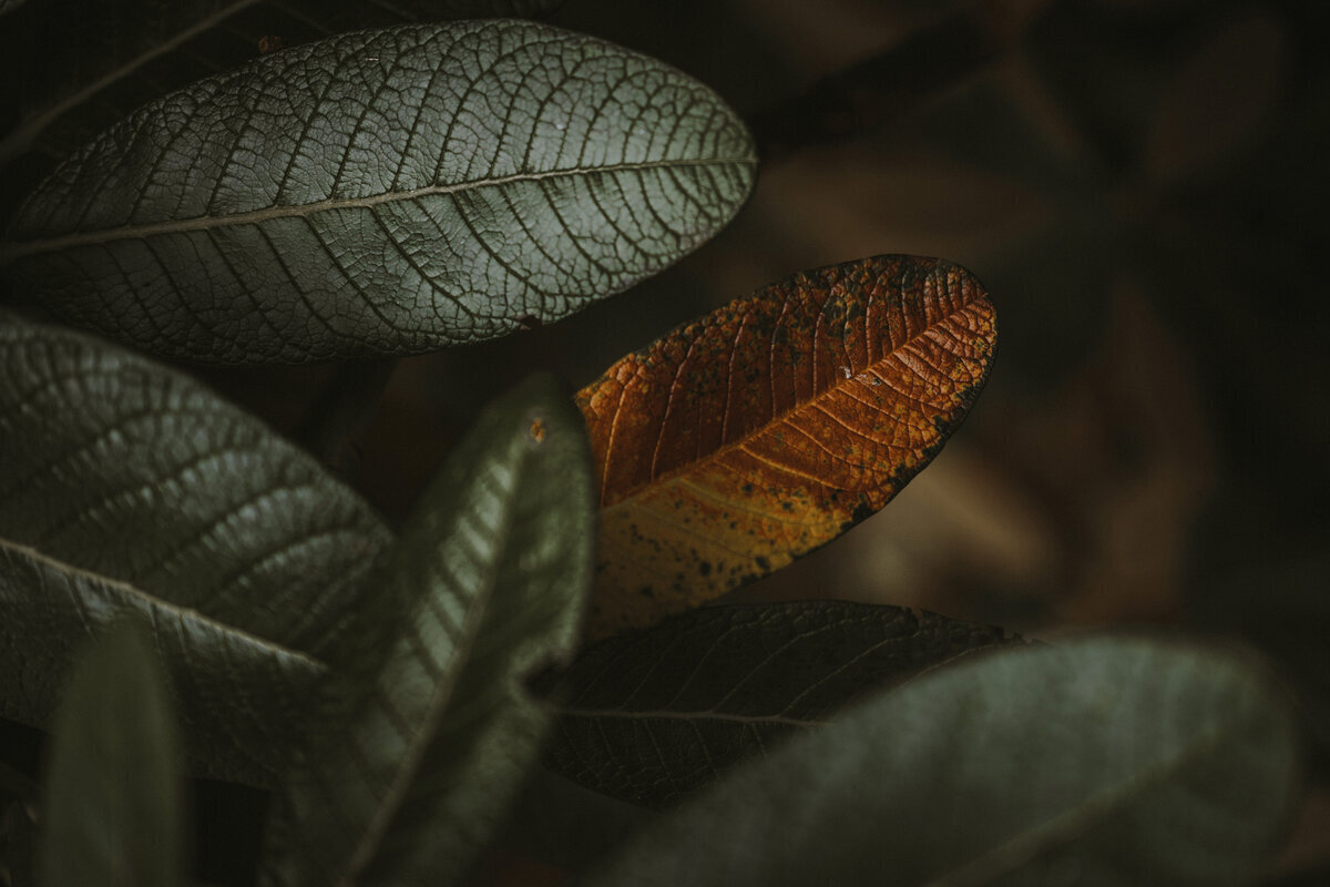 Gros plan sur des feuilles vertes et brunes. Flou en arrière plan.
