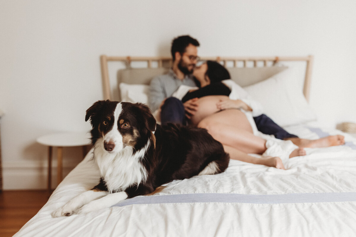 skyler maire photography - san francisco in home maternity photos with dog, bay area maternity photography, intimate maternity photoshoot-3105