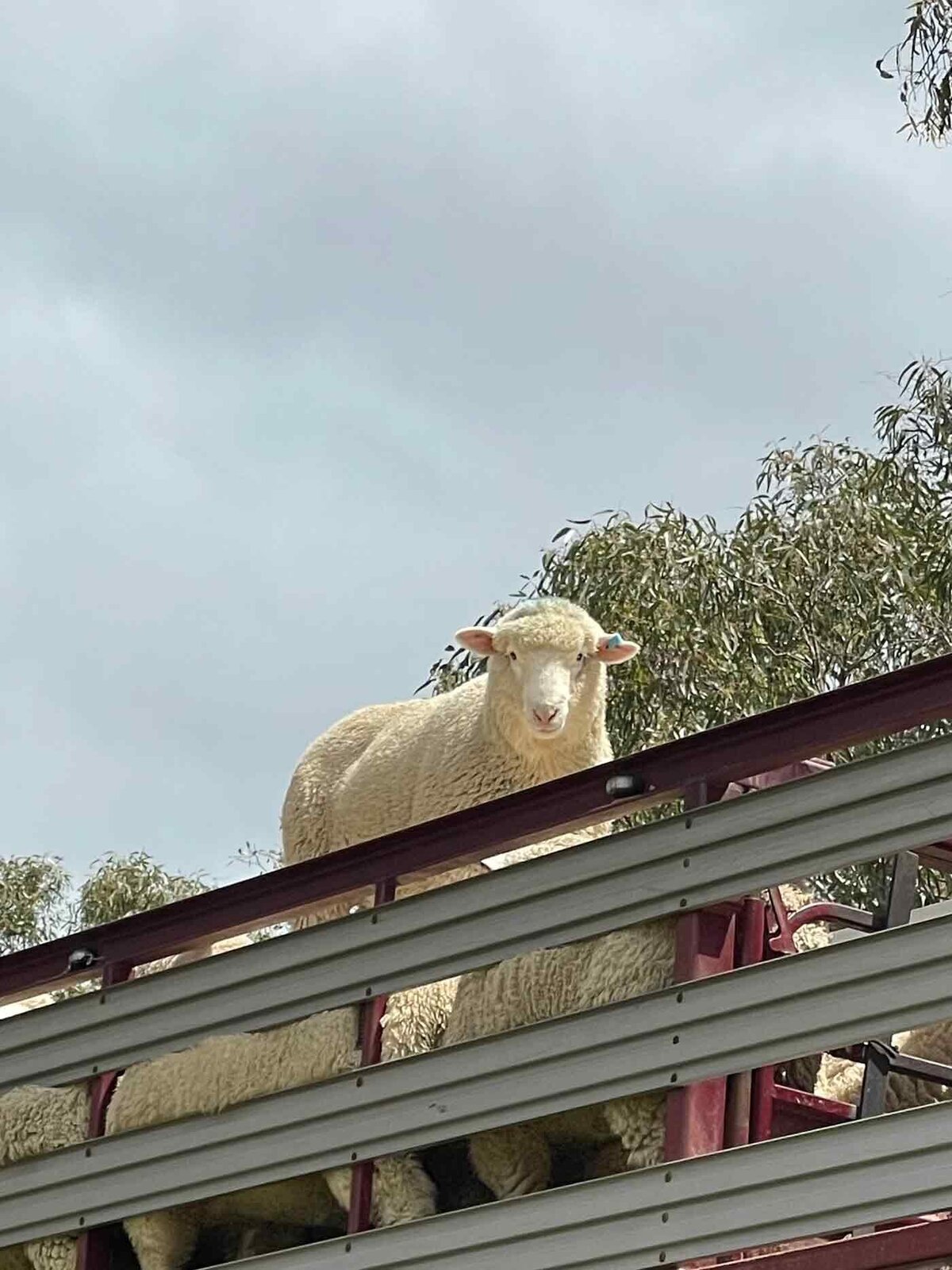 superfine merino