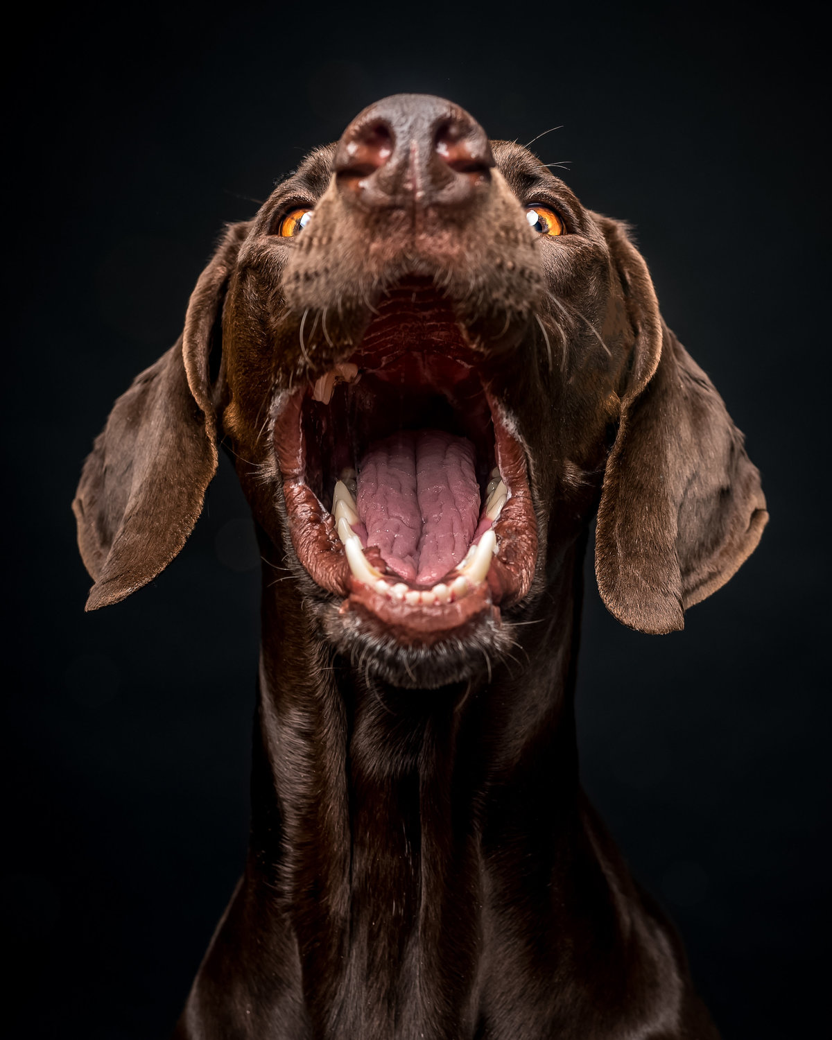 Humorous Brown dog with mouth wide open catching treats