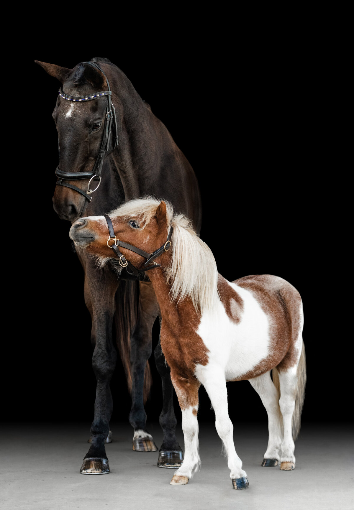 Fine art composite of multiple horses in the Birmingham Area