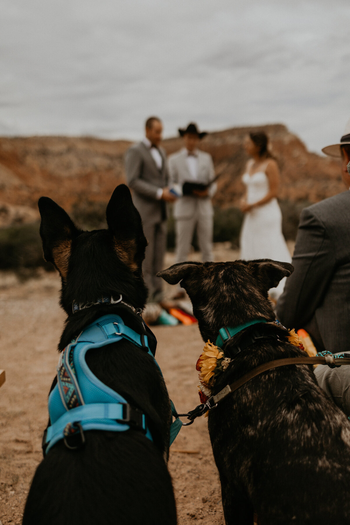 two dogs sitting and watching wedding ceremony