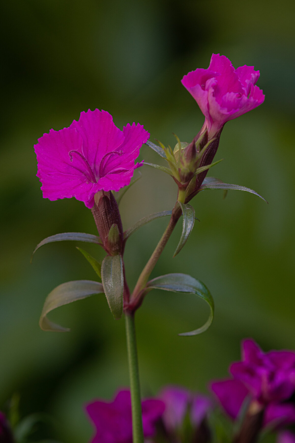 dianthus_pink_1955
