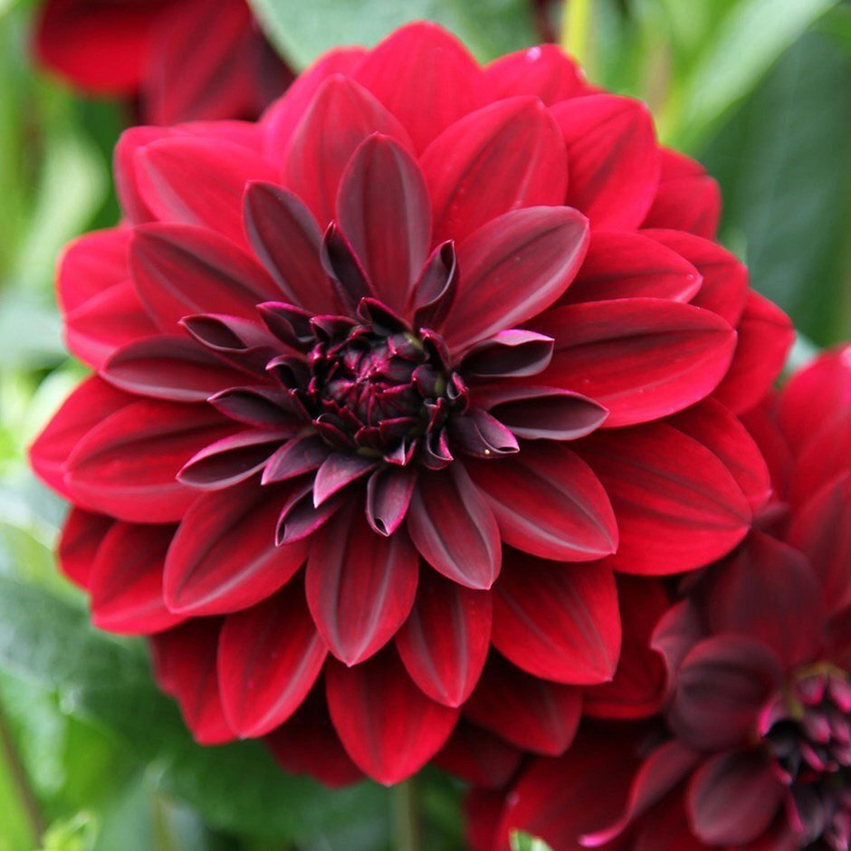 dalie-arabian-night-dahlia-arabian-night_2982_1_1550437009