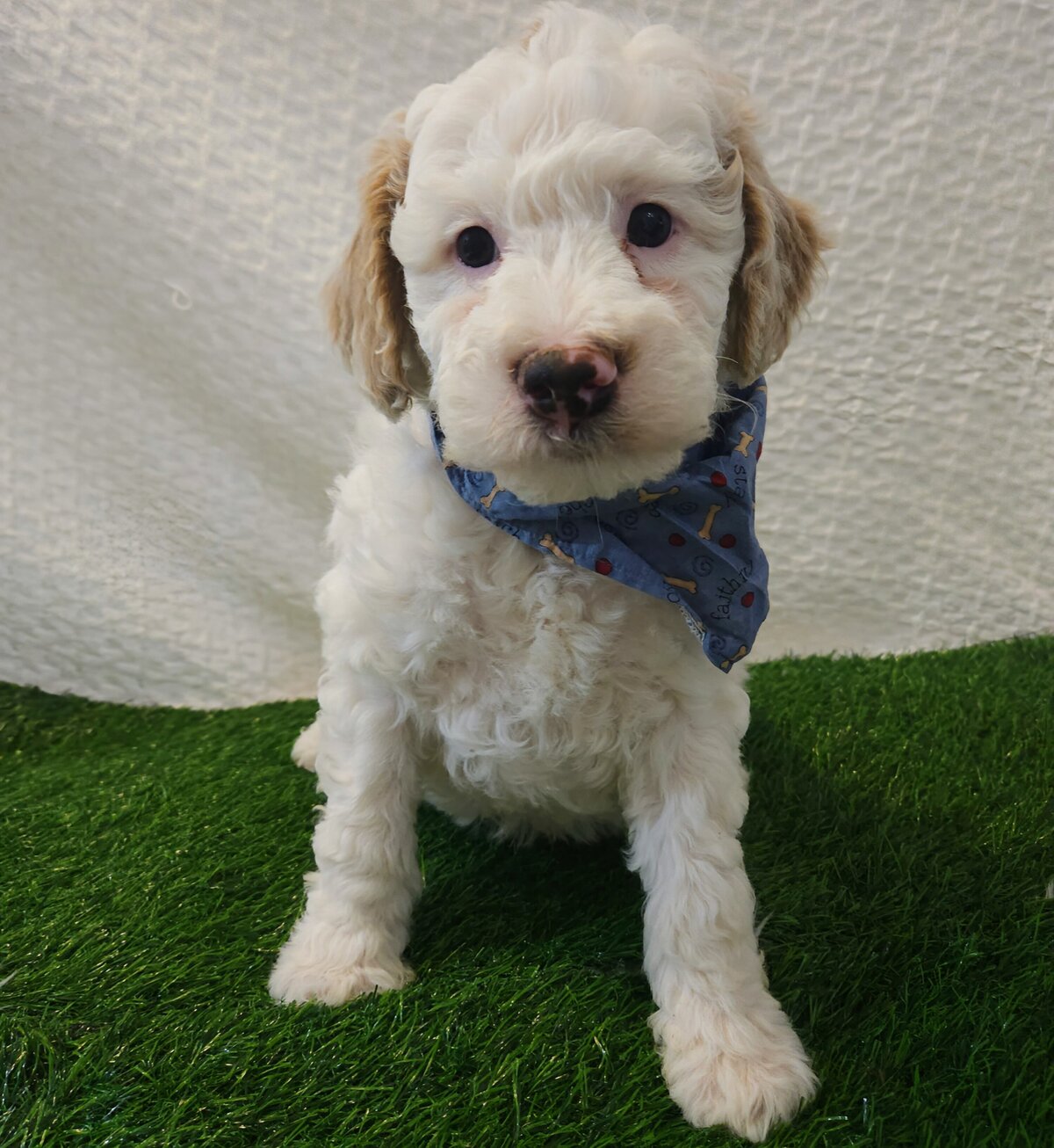 Rocco male 1